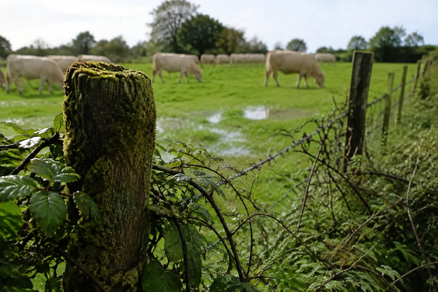 Bocage et élevage bovin : plan de réimplantation des haies