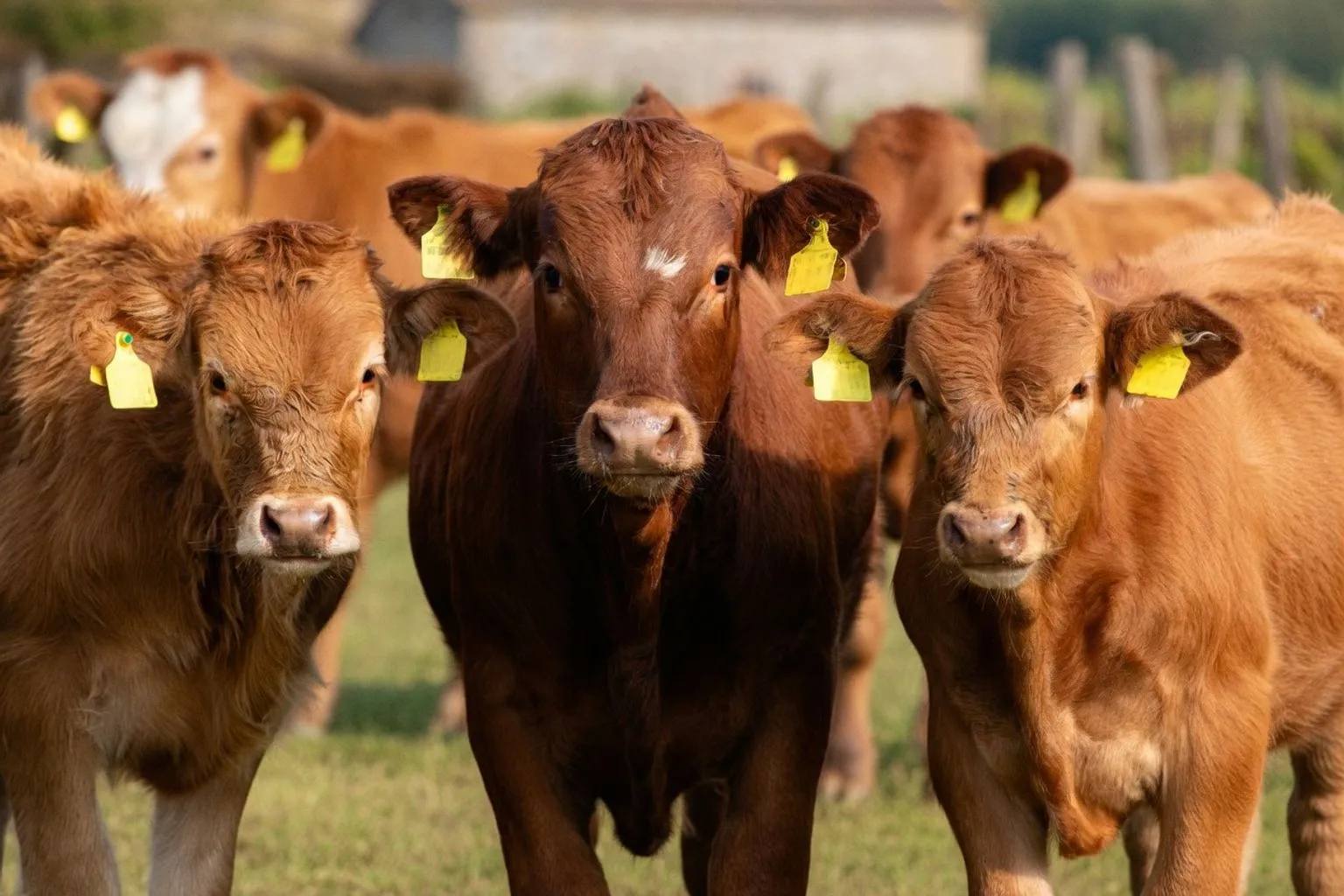 Élevage charolais en Saône-et-Loire : les trois leviers pour assurer sa pérennité