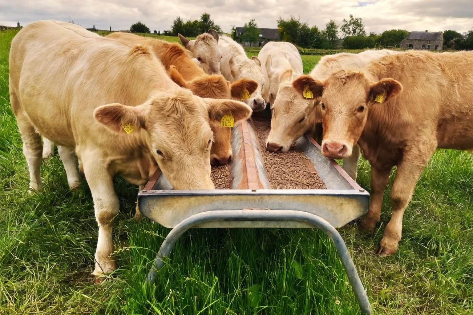 Gestion des troupeaux bovins : optimiser les stocks fourragers et la fertilisation