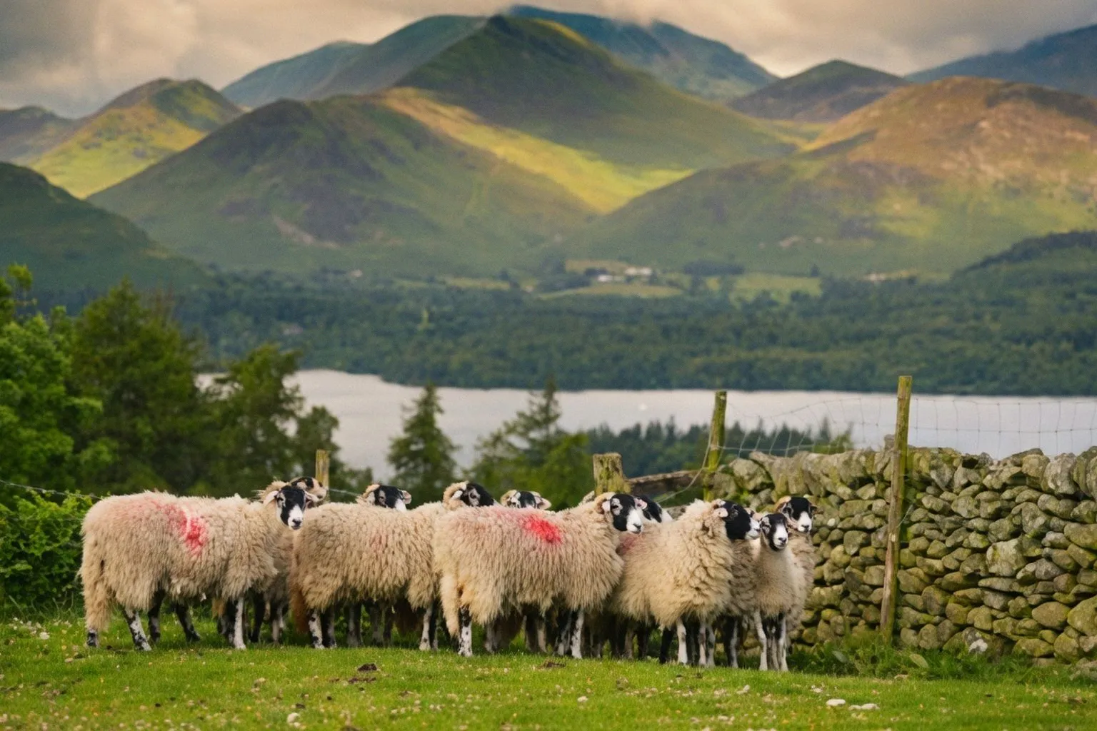 L'élevage de montagne : un levier pour la souveraineté alimentaire et la biodiversité