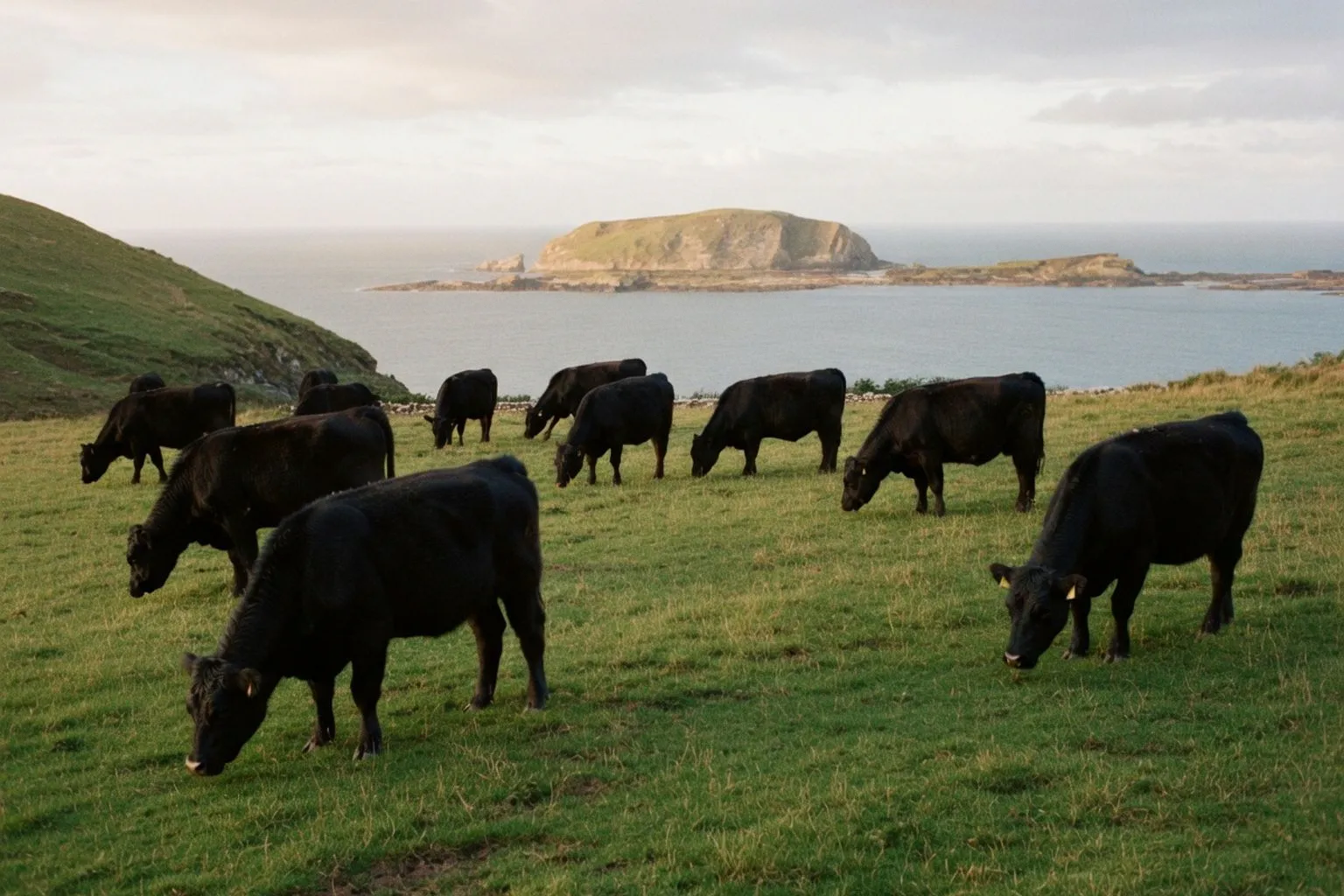 L'élevage laitier irlandais : un pilier protéique face aux pressions économiques