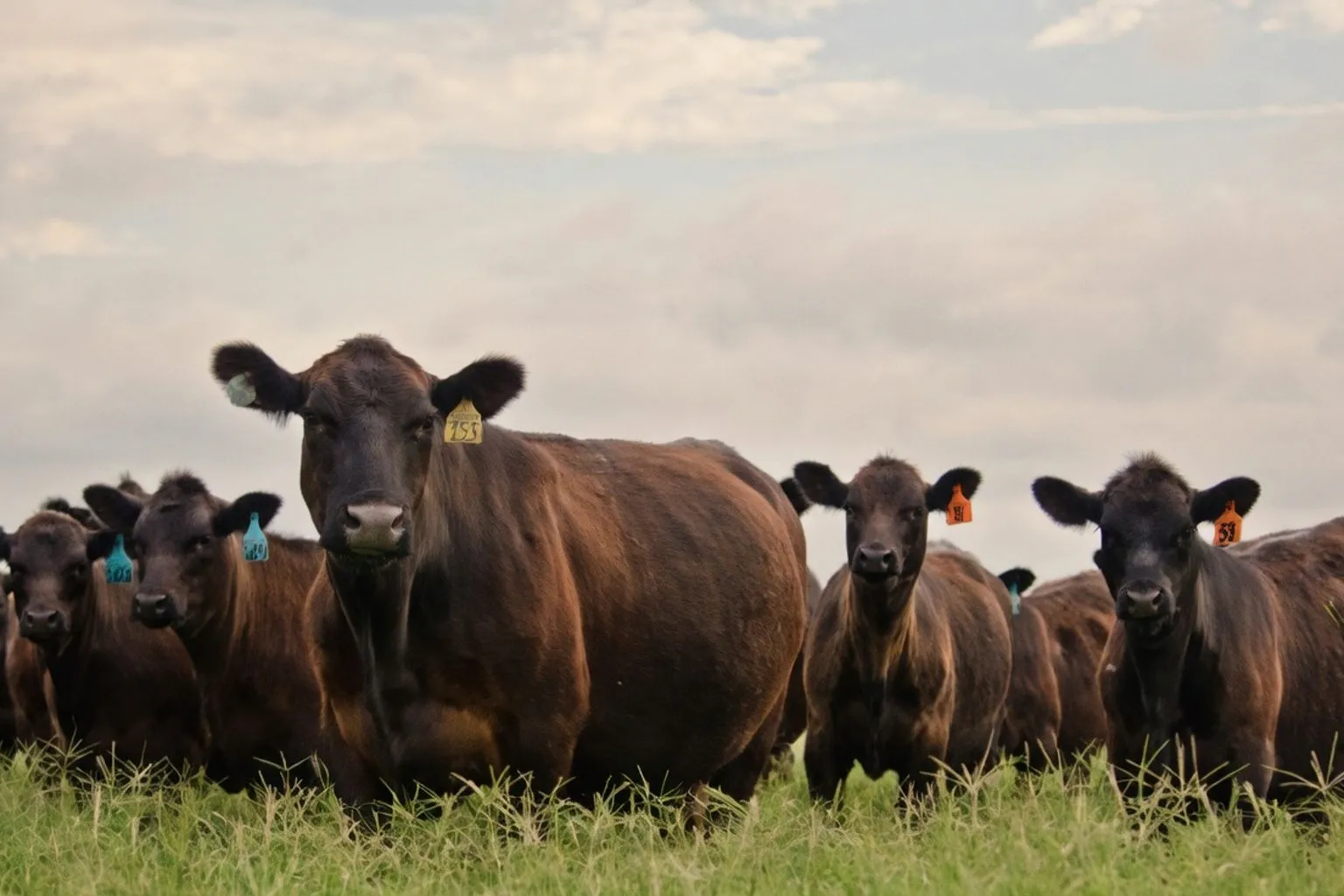 Vaccination contre les clostridies : l'atout rentabilité pour la filière bovine