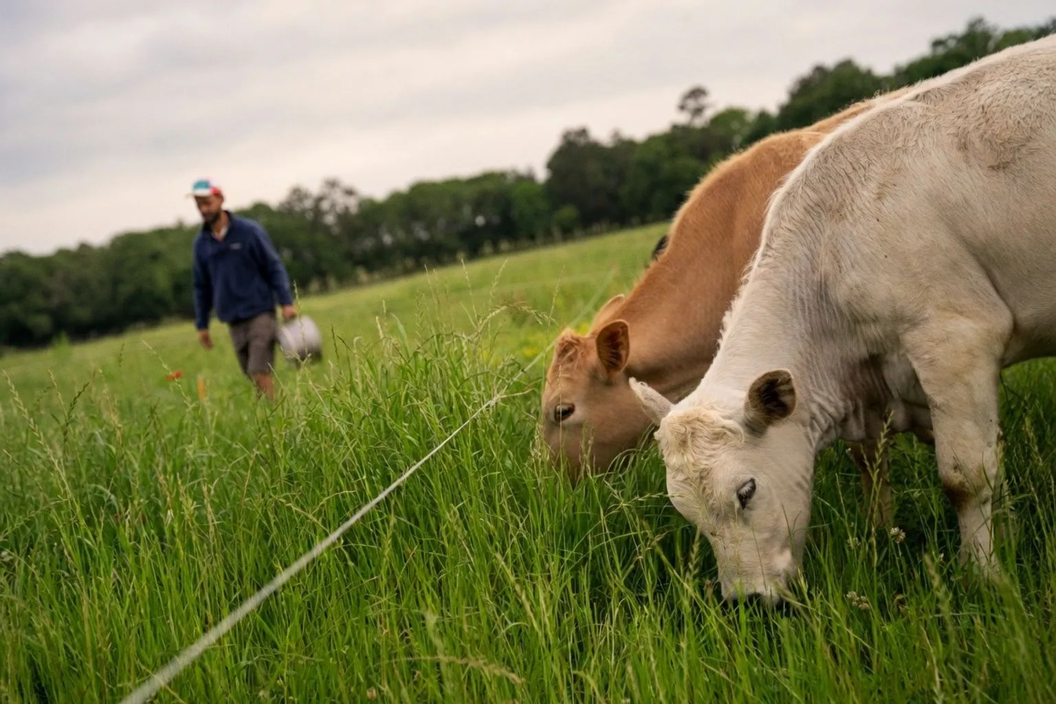 Viande bovine aux États-Unis : pourquoi la baisse du cheptel ne crée pas de pénurie